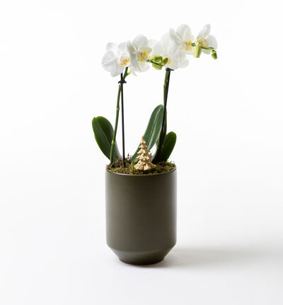 Hvit orkidé i grønn potte